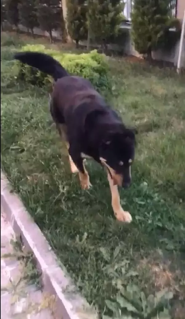 Esenyurt'ta sitenin girişinde yatan köpeği aracıyla böyle ezdi Esenyurt'ta sitenin girişinde yatan köpeği aracıyla böyle ezdi