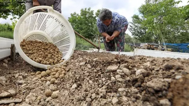 Eski gelenek geri dönüyor! En değerli tarım ürünlerinden biri olan salep Buca'da tekrar üretilmeye başlayacak Eski gelenek geri dönüyor! En değerli tarım ürünlerinden biri olan salep Buca'da tekrar üretilmeye başlayacak