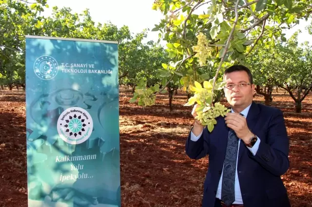 Türkiye'nin ilk lisanslı Antep Fıstığı Deposu