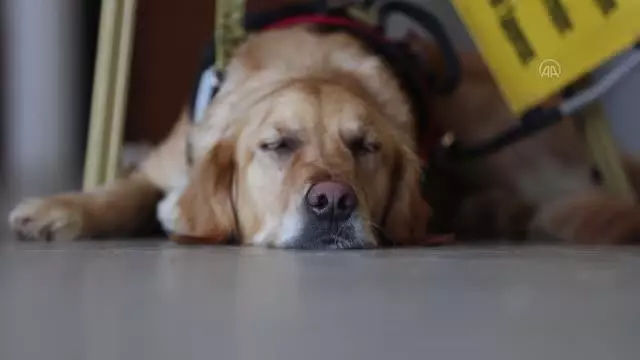 Görme engelli öğretmen, rehber köpeği 'Angel' ile artık daha özgürce dolaşabiliyor (2)