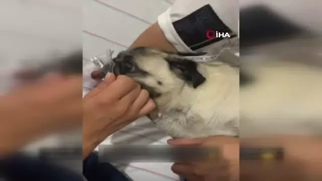 Hastanede hava verilen yavru köpek kurtarılamadı Hastanede hava verilen yavru köpek kurtarılamadı