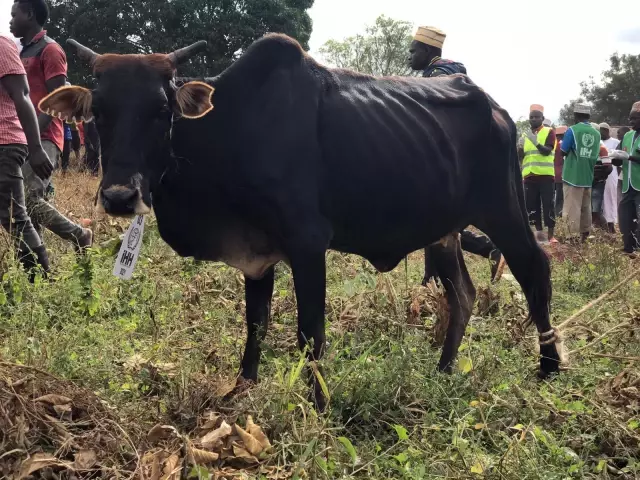 İHH, Tanzanya'da 200 büyükbaş kurban kesimi yaptı
