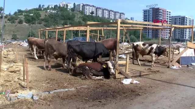 Son dakika haber | İSTANBUL SARIYER'DE KURBAN FİYATLARI YÜKSELDİ Son dakika haber | İSTANBUL SARIYER'DE KURBAN FİYATLARI YÜKSELDİ