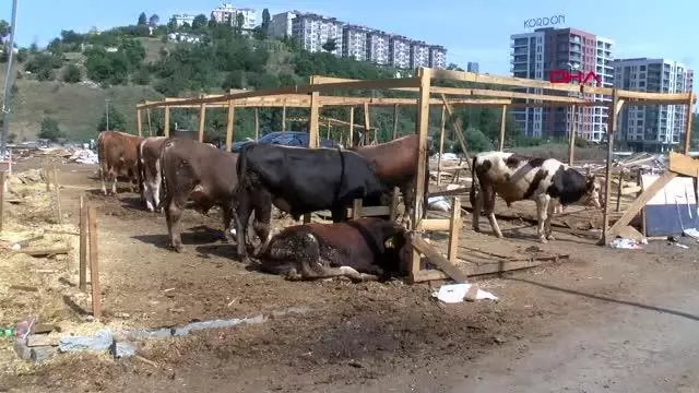 Son dakika haber | İSTANBUL SARIYER'DE KURBAN FİYATLARI YÜKSELDİ