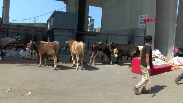 Son dakika haber | İSTANBUL SARIYER'DE KURBAN FİYATLARI YÜKSELDİ