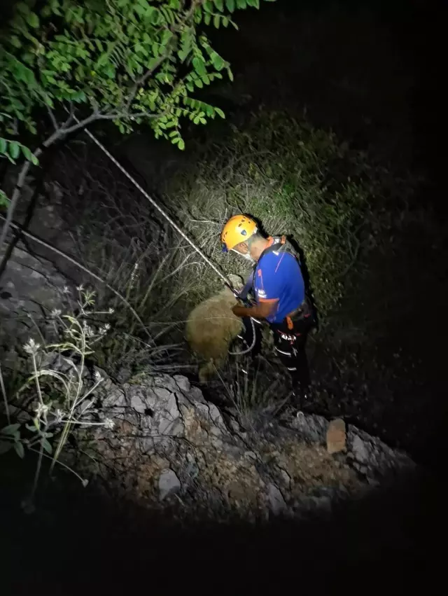 Kaçan 2 kurbanlık koyunu 5 kişilik ekip kayalıklardan kurtardı