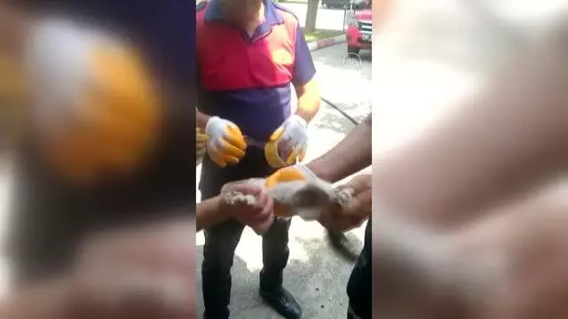 Son dakika haber... Kafası cam kavanoza sıkışan kedi yavrusunu itfaiye kurtardı Son dakika haber... Kafası cam kavanoza sıkışan kedi yavrusunu itfaiye kurtardı
