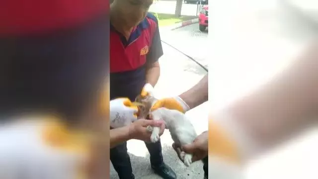 Son dakika haber... Kafası cam kavanoza sıkışan kedi yavrusunu itfaiye kurtardı