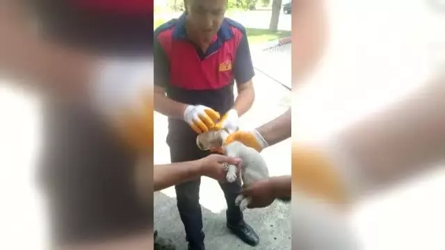 Son dakika haber... Kafası cam kavanoza sıkışan kedi yavrusunu itfaiye kurtardı