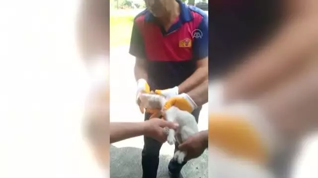 Son dakika haber... Kafası cam kavanoza sıkışan kedi yavrusunu itfaiye kurtardı