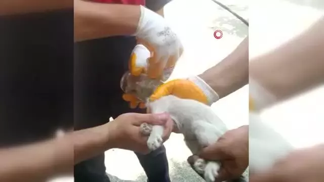 Kafasını cam kavanoza sıkıştıran kediyi itfaiye kurtardı Kafasını cam kavanoza sıkıştıran kediyi itfaiye kurtardı