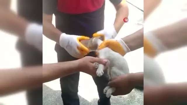 Kafasını cam kavanoza sıkıştıran kediyi itfaiye kurtardı