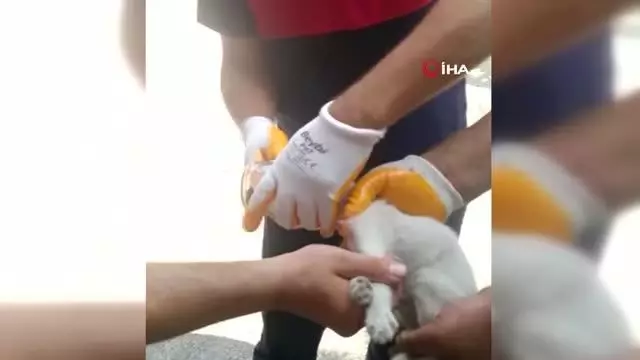 Kafasını cam kavanoza sıkıştıran kediyi itfaiye kurtardı