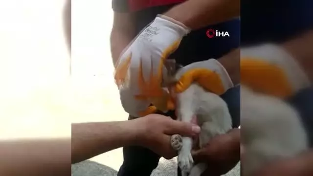 Kafasını cam kavanoza sıkıştıran kediyi itfaiye kurtardı