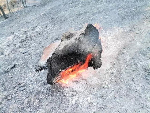 Son dakika... Kahramanmaraş'taki orman yangınında 50 hektar alan zarar gördü