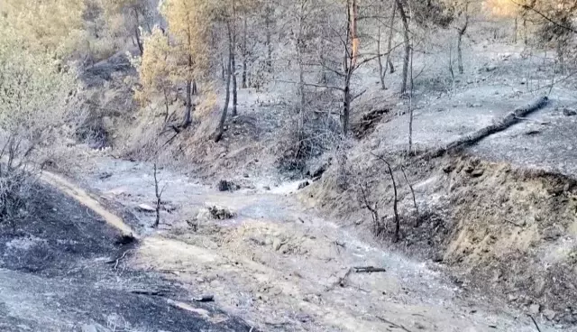 Son dakika... Kahramanmaraş'taki orman yangınında 50 hektar alan zarar gördü
