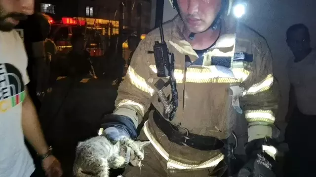 Son dakika haberi! Kapı arasına sıkışan yavru kediyi itfaiye kurtardı