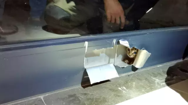 Son dakika haberi! Kapı arasına sıkışan yavru kediyi itfaiye kurtardı