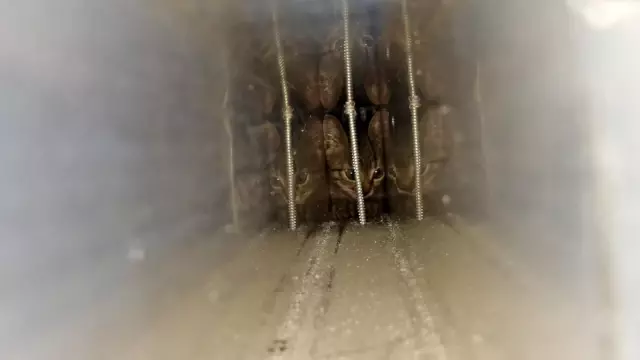 Son dakika haberi! Kapı arasına sıkışan yavru kediyi itfaiye kurtardı