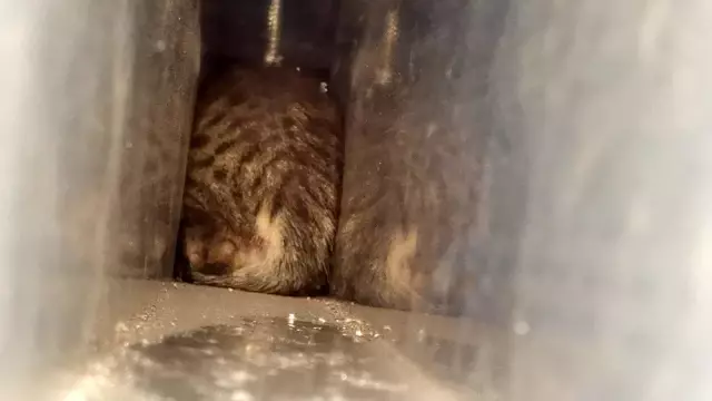Son dakika haberi! Kapı arasına sıkışan yavru kediyi itfaiye kurtardı