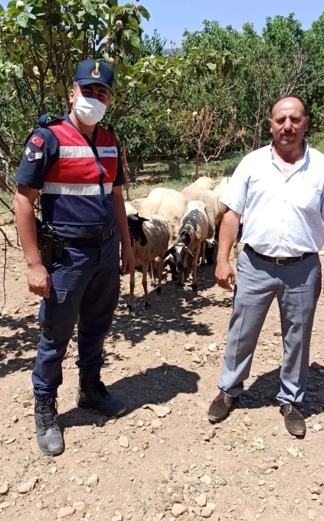 Kaybolan koyunları jandarma buldu