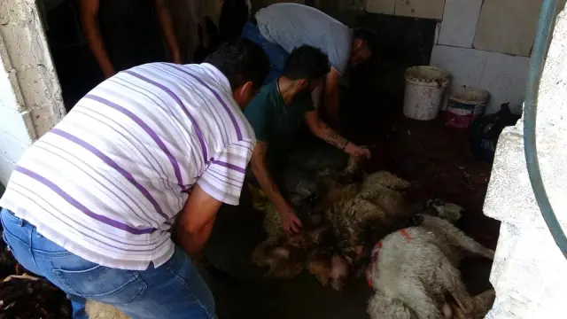 Kestikleri 1 ton kurbanı 400 aileye dağıttılar