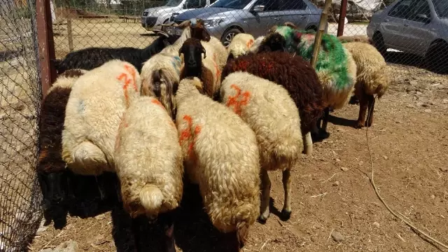 Kestikleri 1 ton kurbanı 400 aileye dağıttılar