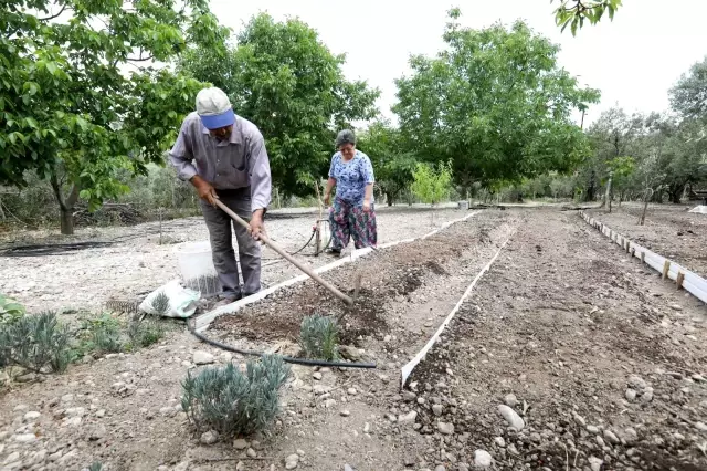 Eski bir gelenek geri dönüyor! En değerli tarım ürünlerinden biri olan salep Buca'da tekrar üretilmeye başlayacak Eski bir gelenek geri dönüyor! En değerli tarım ürünlerinden biri olan salep Buca'da tekrar üretilmeye başlayacak