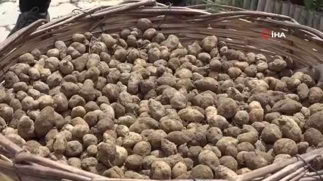 Kilogramı 750 TL'yi bulan salep Buca'da üretilecek