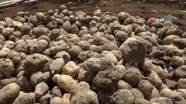 Kilogramı 750 TL'yi bulan salep Buca'da üretilecek