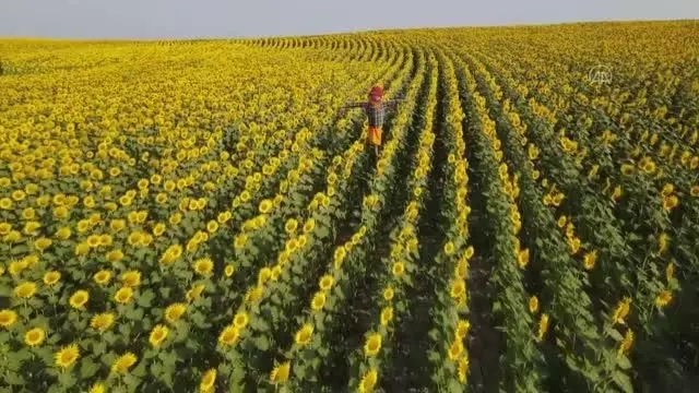 KIRKLARELİ - Kuştepeliler korkuluk festivaline hazırlanıyor