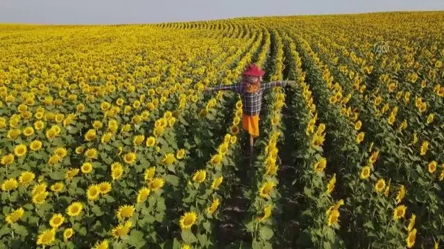 KIRKLARELİ - Kuştepeliler korkuluk festivaline hazırlanıyor