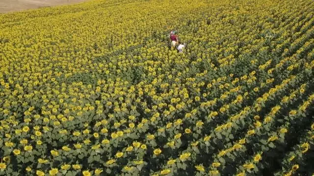 KIRKLARELİ - Kuştepeliler korkuluk festivaline hazırlanıyor