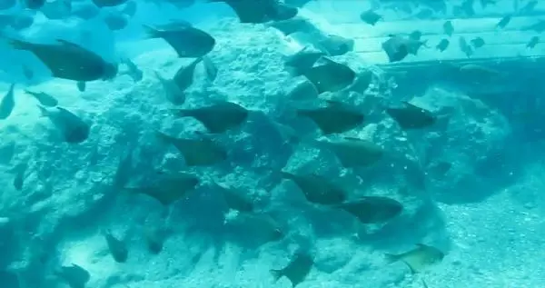 KIZILDENİZ'DEN, AKDENİZ'E GÖÇEN BALIK TÜRÜ 65'E ÇIKTI KIZILDENİZ'DEN, AKDENİZ'E GÖÇEN BALIK TÜRÜ 65'E ÇIKTI