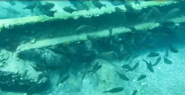 KIZILDENİZ'DEN, AKDENİZ'E GÖÇEN BALIK TÜRÜ 65'E ÇIKTI