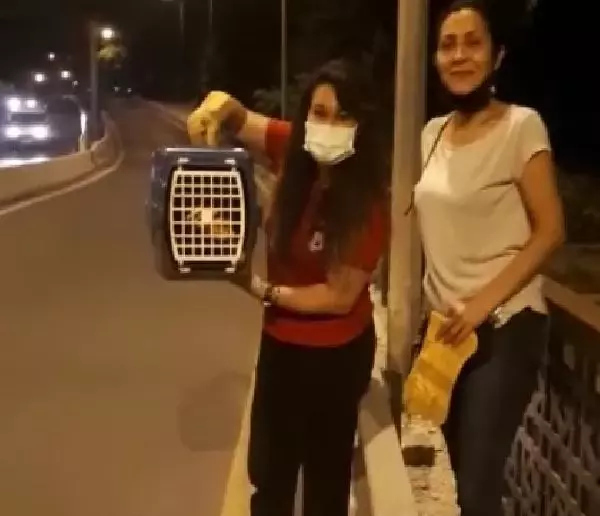 Köprüde mahsur kalan kediyi canını tehlikeye atarak kurtardı