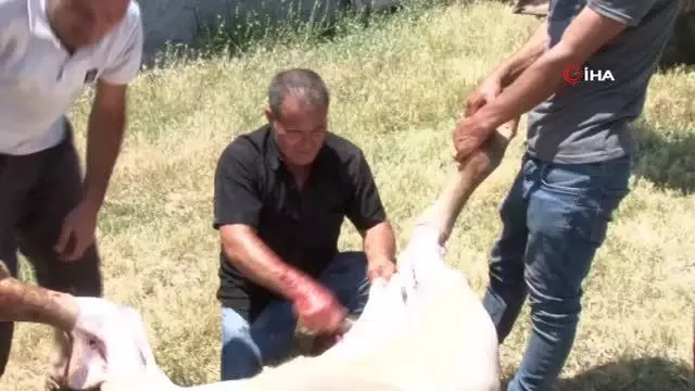 Köy halkından herkese örnek olacak kurban kesimi