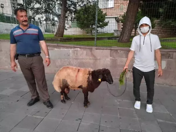 KURBANLIK KOYUNA 3.5 SAAT BİR ADIM BİLE ATTIRAMADILAR
