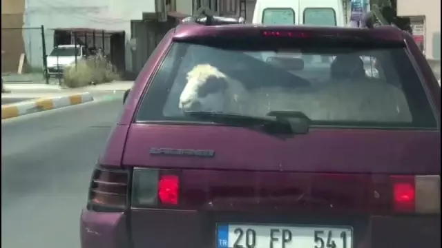 Kurbanlık koyunu otomobil bagajında böyle taşıdı