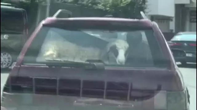 Kurbanlık koyunu otomobil bagajında böyle taşıdı