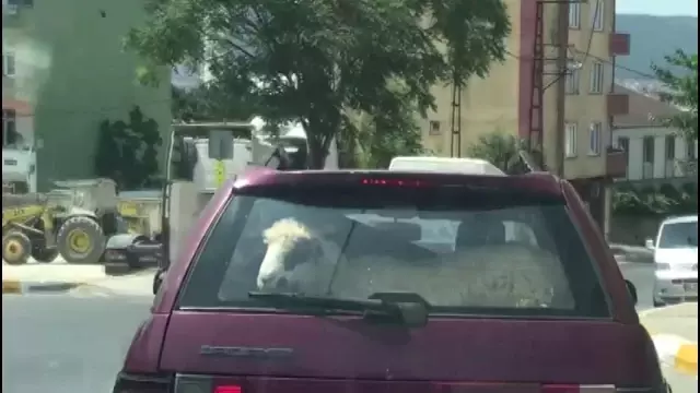 Kurbanlık koyunu otomobil bagajında böyle taşıdı