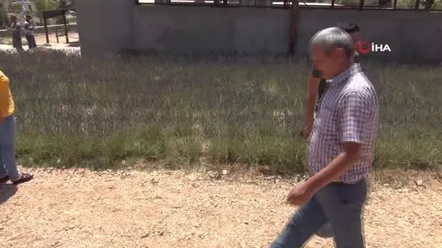Mersin'in ilk lavanta bahçesi yoğun ilgi görüyor