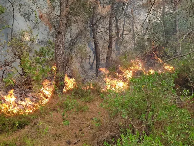 Son dakika haberi! Kadirli'de orman yangını (2) Son dakika haberi! Kadirli'de orman yangını (2)