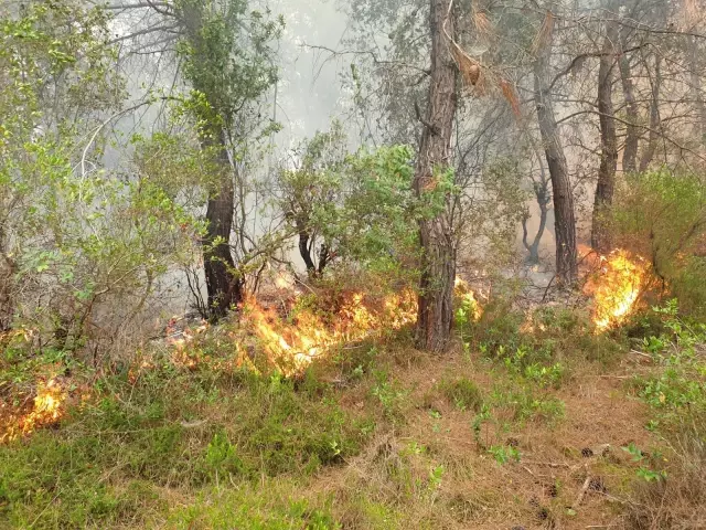 Son dakika haberi! Kadirli'de orman yangını (2)