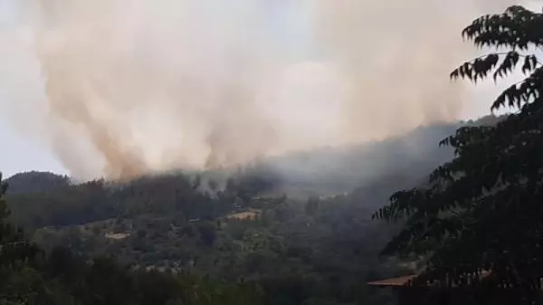 Osmaniye'de orman yangını (1)