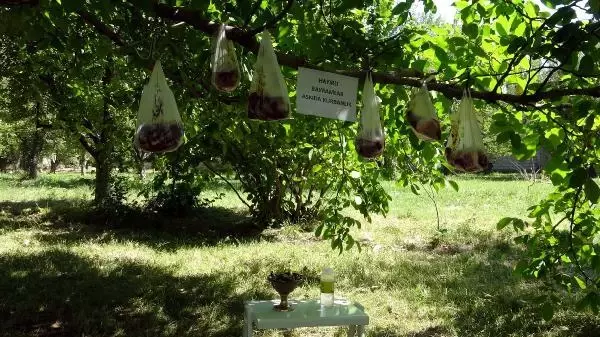 Pandemide, ihtiyaç sahipleri için kurban etlerini bahçesindeki ağaca astı