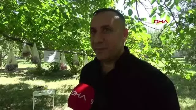 PANDEMİDE, İHTİYAÇ SAHİPLERİ İÇİN KURBAN ETLERİNİ BAHÇESİNDEKİ AĞACA ASTI