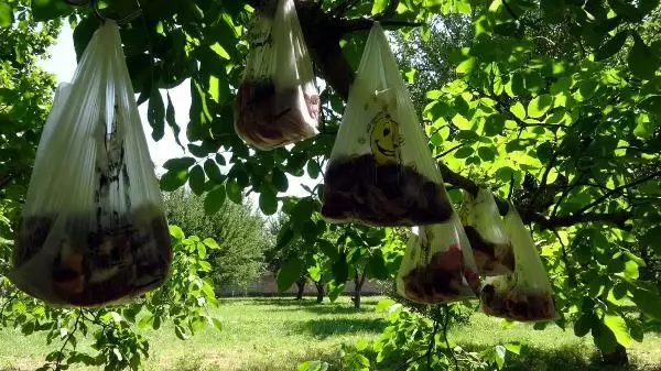 Pandemide, ihtiyaç sahipleri için kurban etlerini bahçesindeki ağaca astı