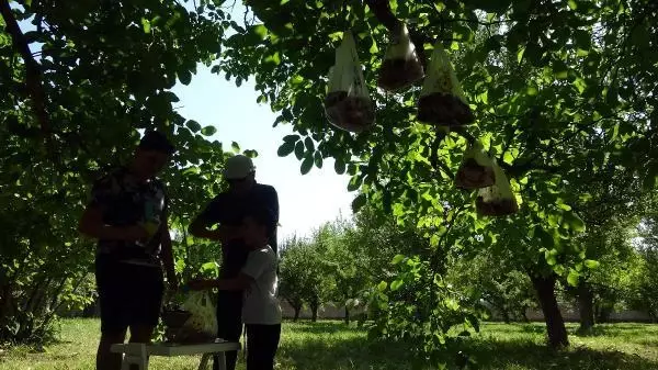 Pandemide, ihtiyaç sahipleri için kurban etlerini bahçesindeki ağaca astı