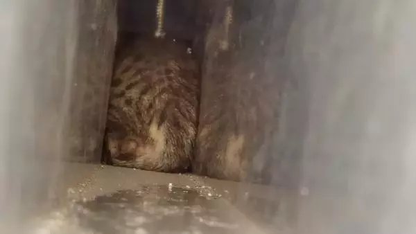 Son dakika haber! PENCERENİN ÇERÇEVESİNDE SIKIŞAN YAVRU KEDİYİ İTFAİYE KURTARDI